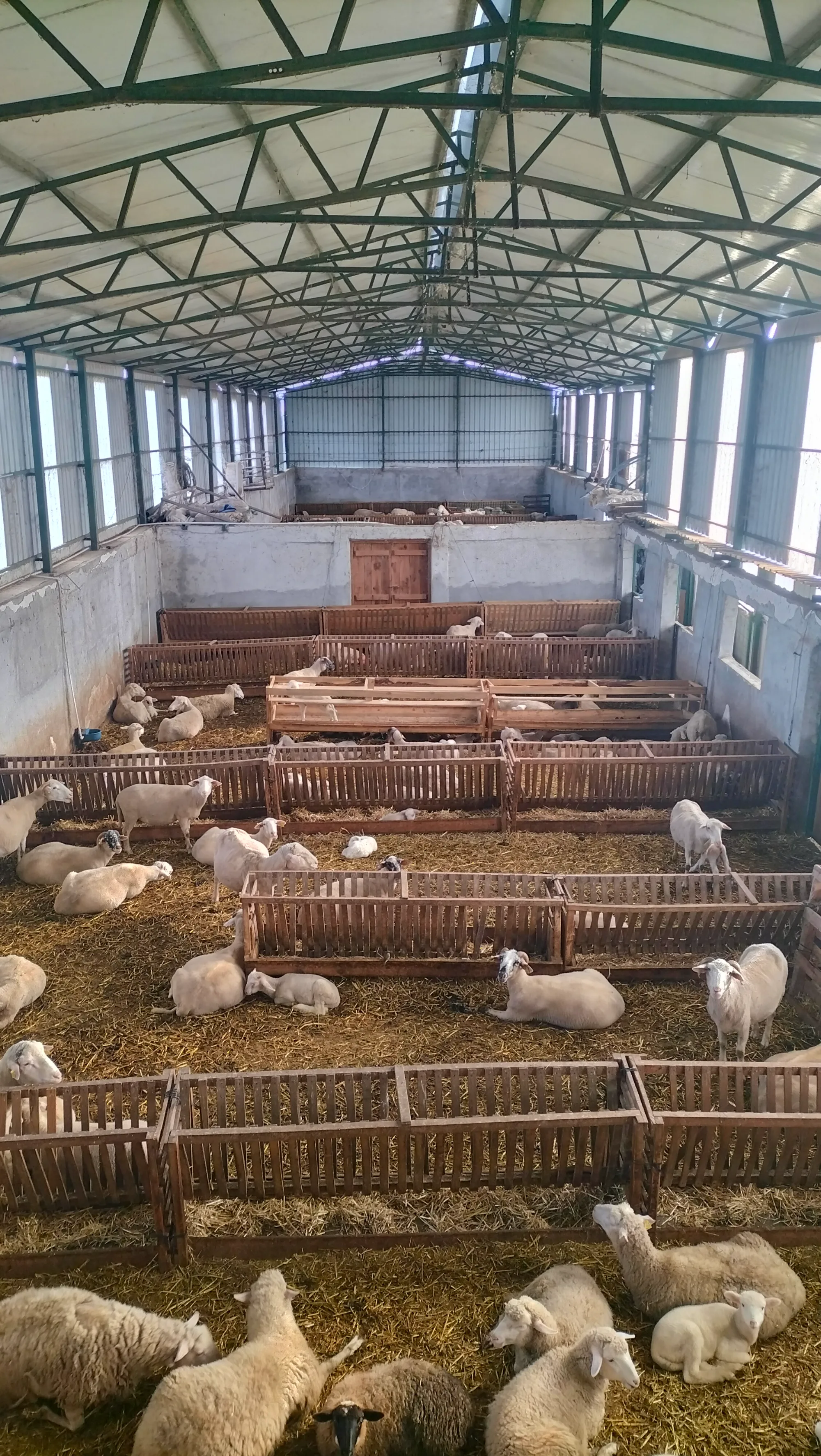 Satılık Koç - Merinos